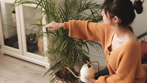 有关喷壶, 回家时间, 在家的免费素材视频