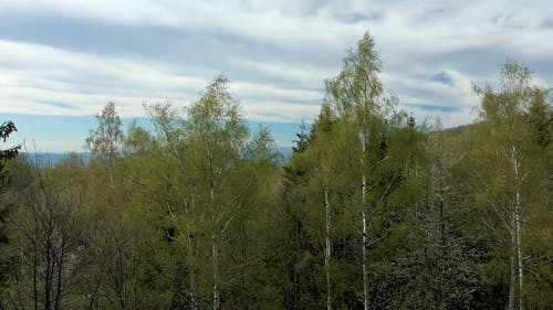 有关天性, 天空, 森林的免费素材视频