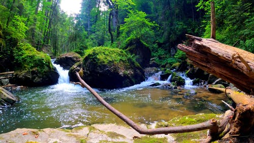 有关分公司, 天性, 工厂的免费素材视频