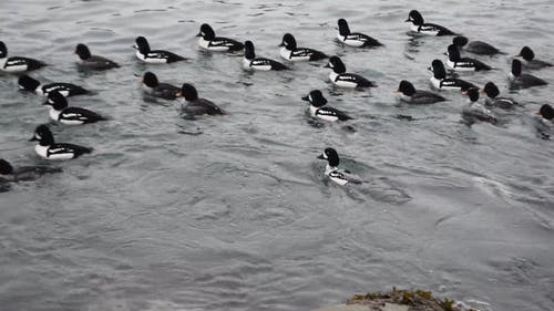 有关天性, 平静的水, 水的免费素材视频