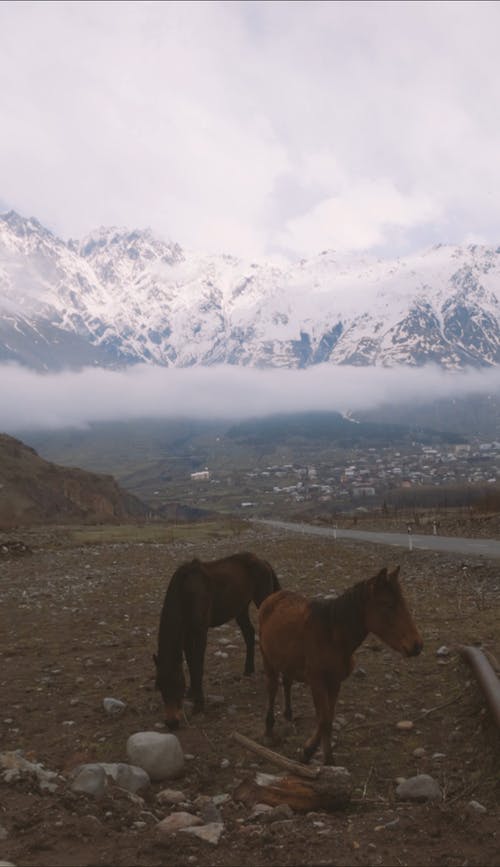 有关冰, 冷, 垂直视频的免费素材视频