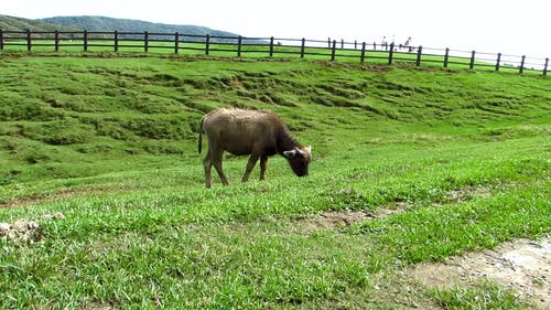 有关吃草, 围栏, 小牛的免费素材视频