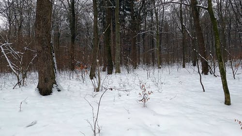 有关下雪的天气, 冬季, 冬季景观的免费素材视频