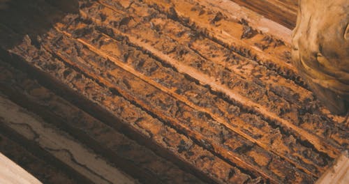 有关人, 个人防护, 养蜂人的免费素材视频