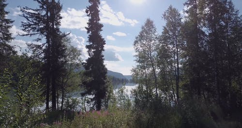 有关反射, 天性, 水体的免费素材视频