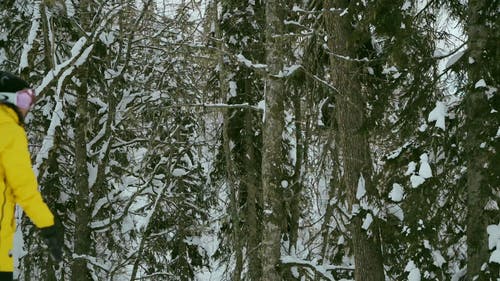 有关冒险, 冬季, 冬季森林的免费素材视频