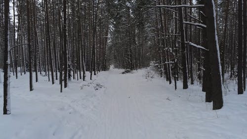 有关下雪的, 冬季, 冬季景观的免费素材视频