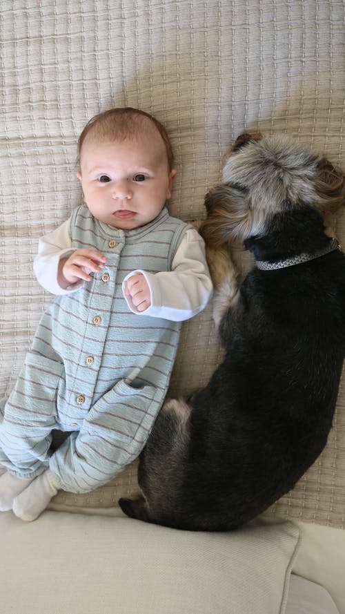 有关一起, 儿子, 动物的免费素材视频