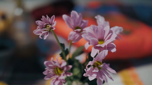 有关模糊的背景, 树叶, 漂亮的免费素材视频