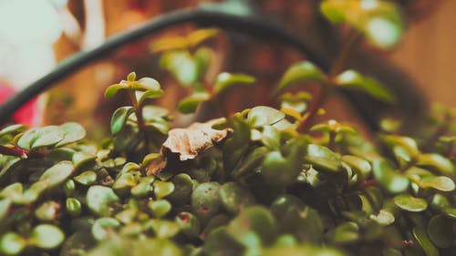 有关工厂, 景天, 极端的特写的免费素材视频