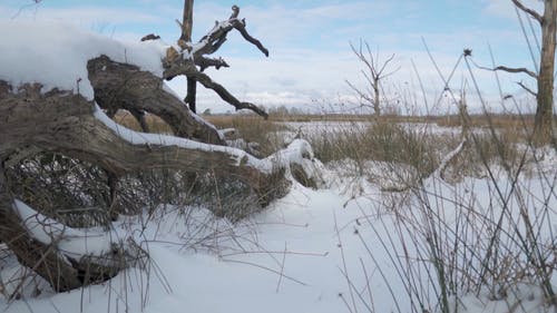 有关下雪的天气, 冬季, 冬季景观的免费素材视频