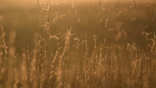 有关多风, 天性, 小麦的免费素材视频