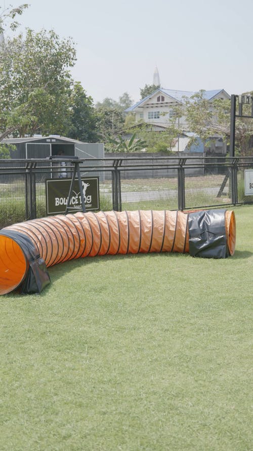 有关@户外, 可爱, 垂直视频的免费素材视频