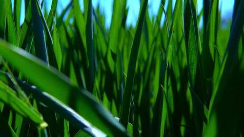 有关乾草地, 夏天, 成长中的免费素材视频