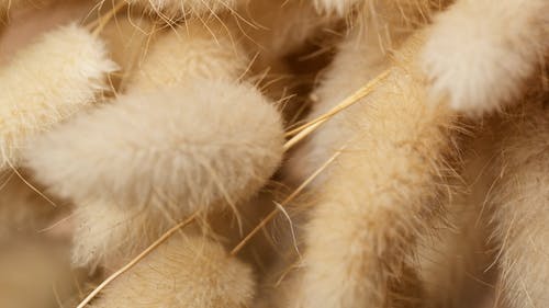 有关模糊, 毛茸茸的, 特写的免费素材视频