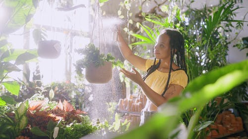 有关喷雾瓶, 喷, 悬挂植物的免费素材视频