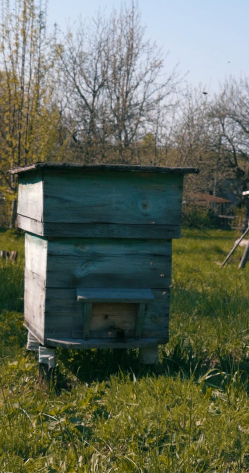有关养蜂场, 商业, 垂直视频的免费素材视频