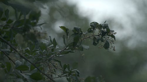 有关天性, 户外, 模糊的背景的免费素材视频