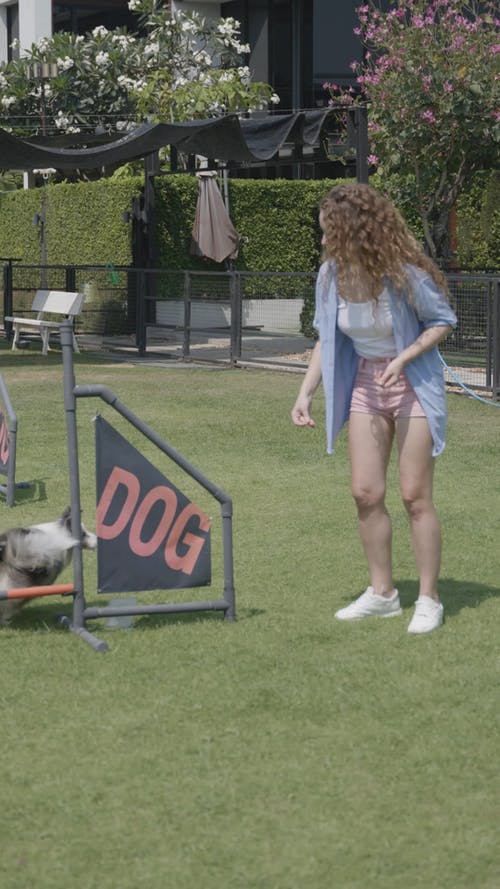 有关动物爱好者, 动物, 可爱的免费素材视频