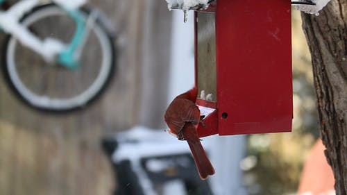 有关@户外, 下雪的, 冷的免费素材视频