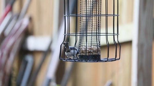 有关动物, 山雀, 挂的免费素材视频