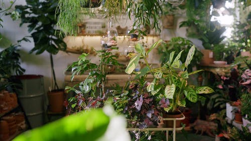 有关园丁, 室内植物, 有机的免费素材视频