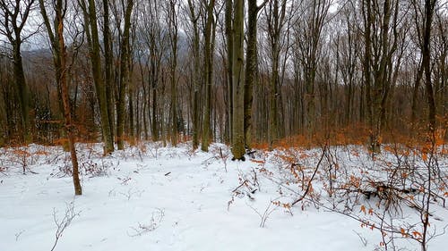 有关下雪的, 冬季, 冻结的的免费素材视频