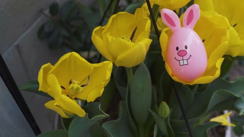 有关兔子, 复活节, 复活节彩蛋的免费素材视频