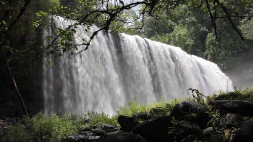 有关丛林, 和平的, 壮观的免费素材视频