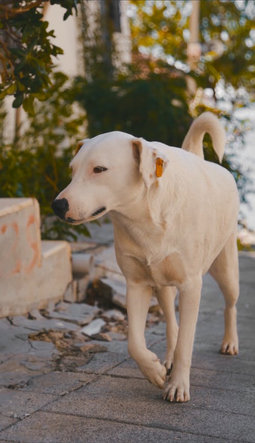 有关垂直视频, 好奇的, 家畜的免费素材视频