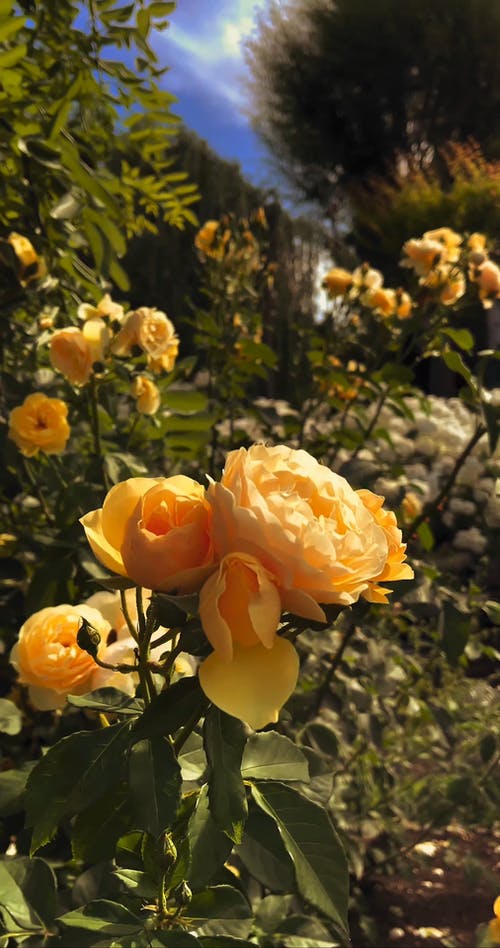 有关公园, 垂直视频, 太阳的免费素材视频