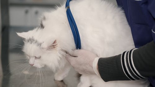 有关兽医, 动物, 可爱的的免费素材视频