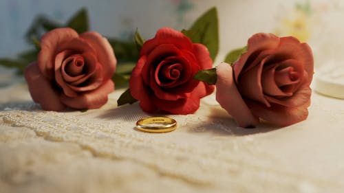 有关打电话, 植物群, 滴的免费素材视频