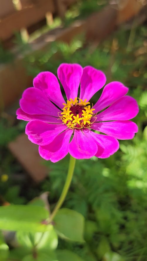 有关垂直视频, 天性, 工厂的免费素材视频