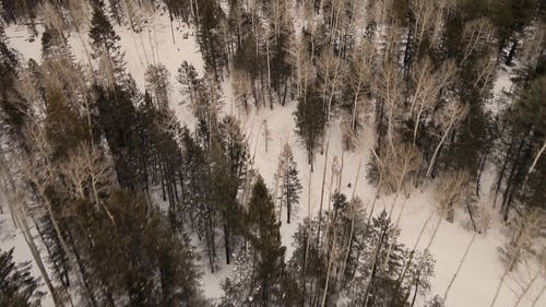 有关下雪的, 公园, 冬季森林的免费素材视频