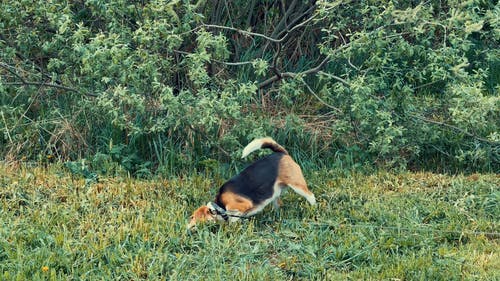 有关动物, 多风, 天性的免费素材视频