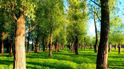 有关天性, 户外, 森林的免费素材视频