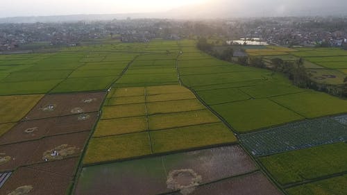 有关农业用地, 农业领域, 农村的免费素材视频