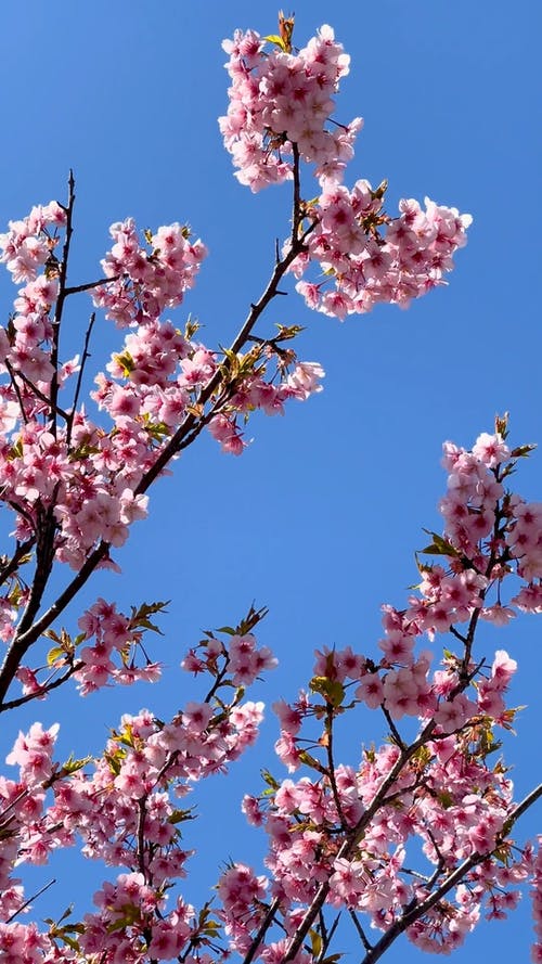 有关垂直视频, 增长, 季节的免费素材视频