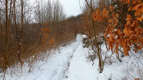 有关下雪的, 冬季, 冷的免费素材视频