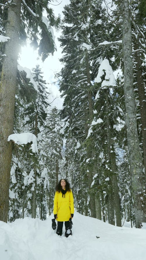 有关冬季, 冬季森林, 冬衣的免费素材视频
