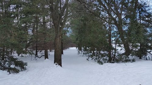 有关下雪的, 冬季, 大雪覆盖的免费素材视频