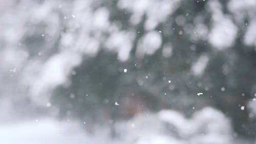 有关下雪, 冬季, 冷的免费素材视频