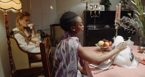 有关一起, 优雅, 动物的免费素材视频