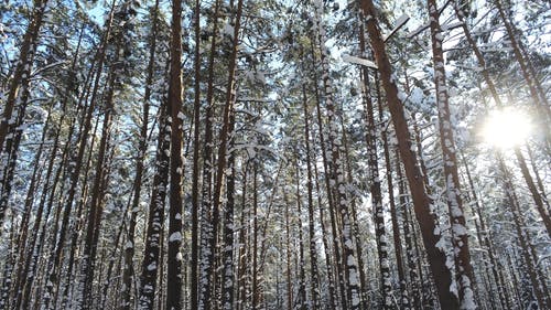 有关下雪的, 冬季, 冷的免费素材视频