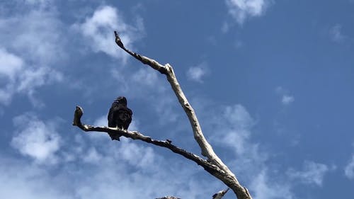 有关户外, 栖息的鸟, 树的免费素材视频