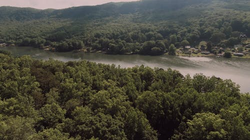 有关天性, 户外, 树木的免费素材视频