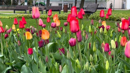 有关公园, 天性, 树的免费素材视频