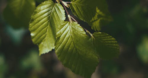 有关摇曳, 机架焦点, 植物的免费素材视频