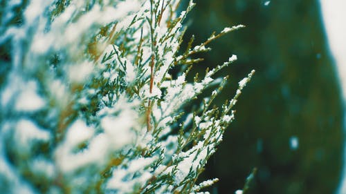 有关下雪, 下雪的, 冬季的免费素材视频